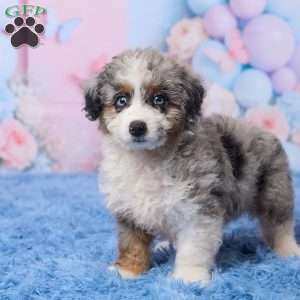 Banjo, Mini Aussiedoodle Puppy